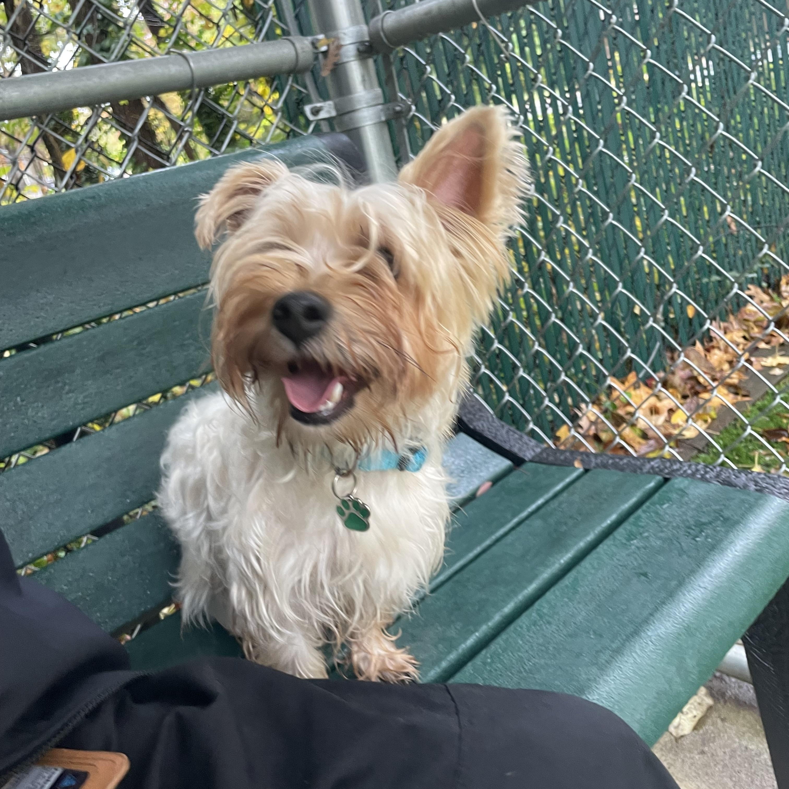 Susie, adopted, Adult Female Yorkshire Terrier.