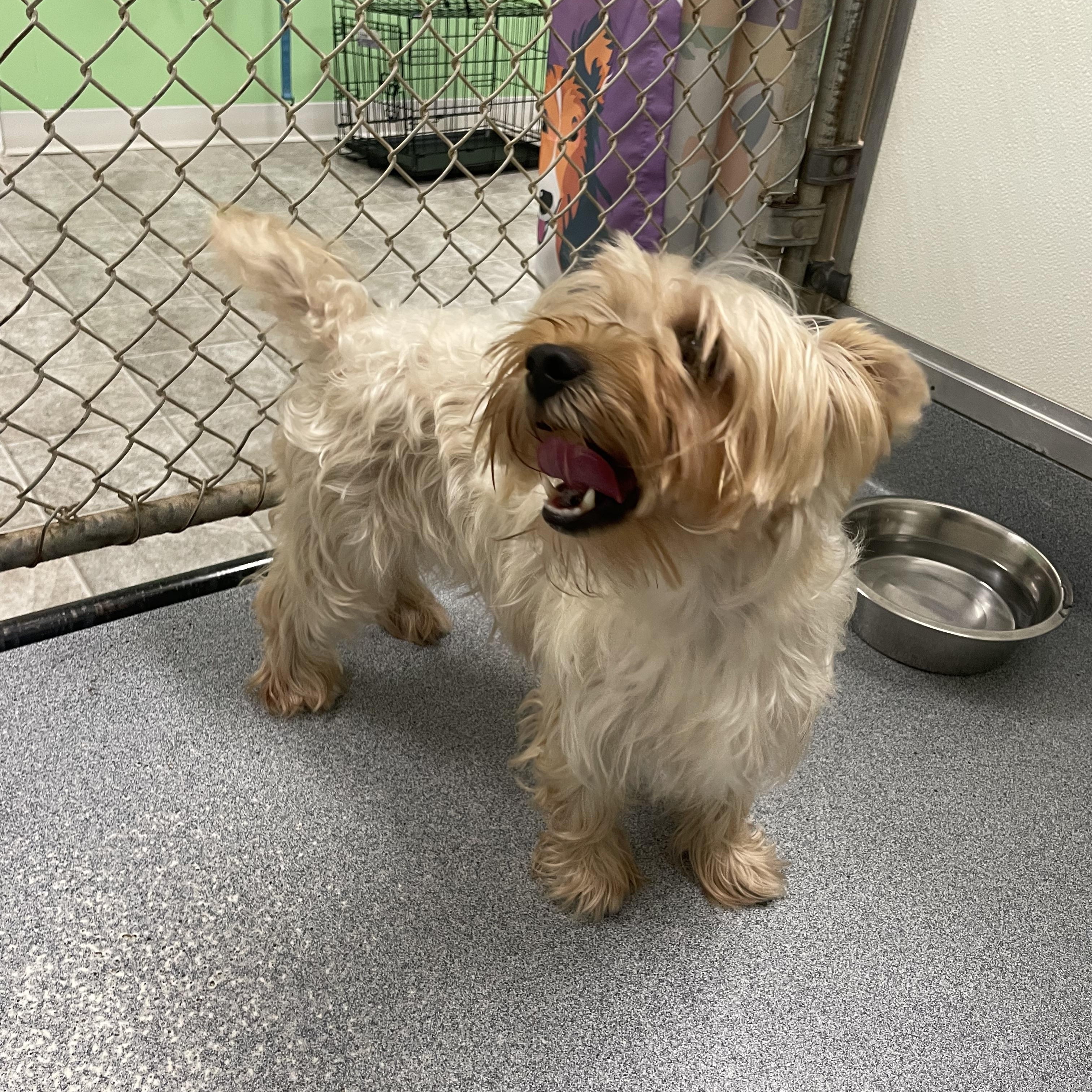 Susie, an adopted mixed breed in Greenbelt, MD image 4/5