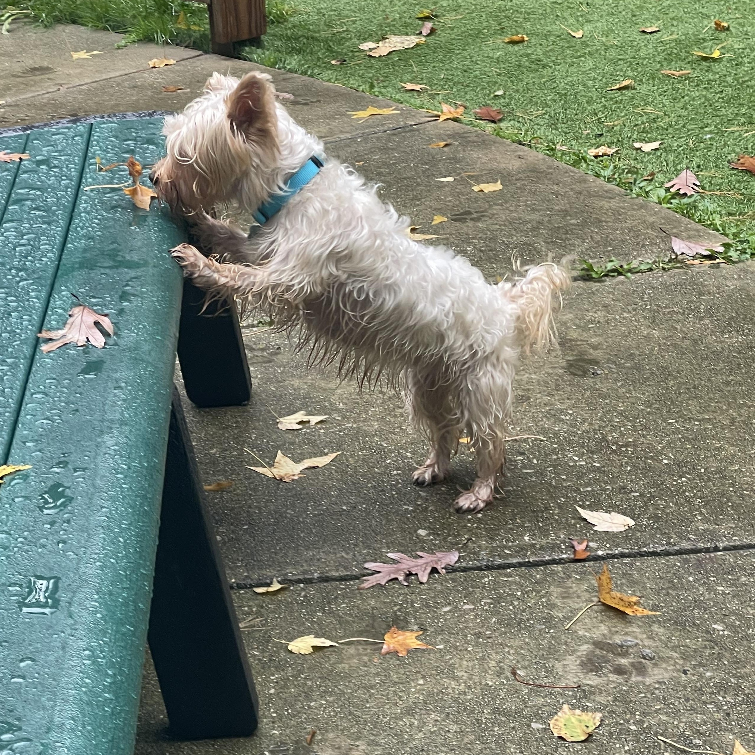 Susie, an adopted mixed breed in Greenbelt, MD image 3/5