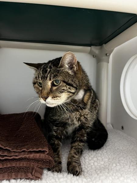 *Rose*, Adoptable, Senior Female Domestic Short Hair.