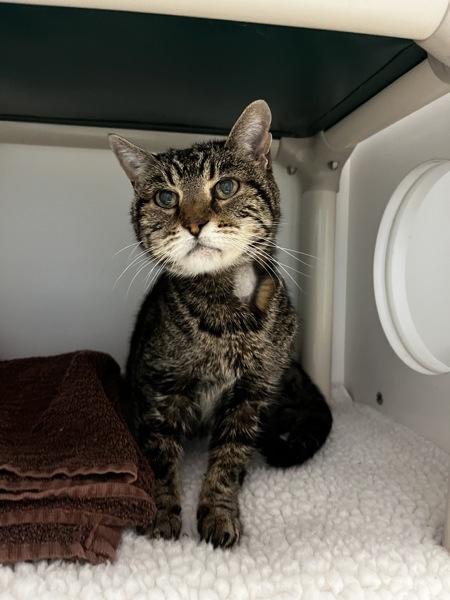 *Rose*, a Adoptable mixed breed in Salt Lake City, UT image 3/4