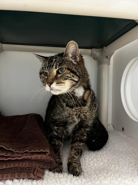 *Rose*, a Adoptable mixed breed in Salt Lake City, UT image 4/4