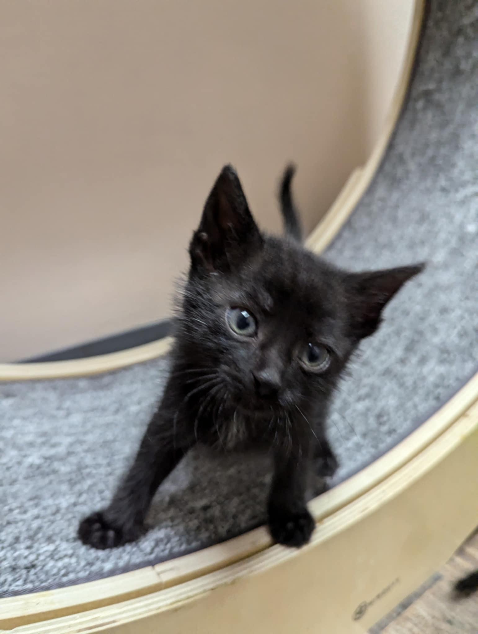 Familiar, an adoptable Domestic Short Hair in Oconto, WI, 54153 | Photo Image 1