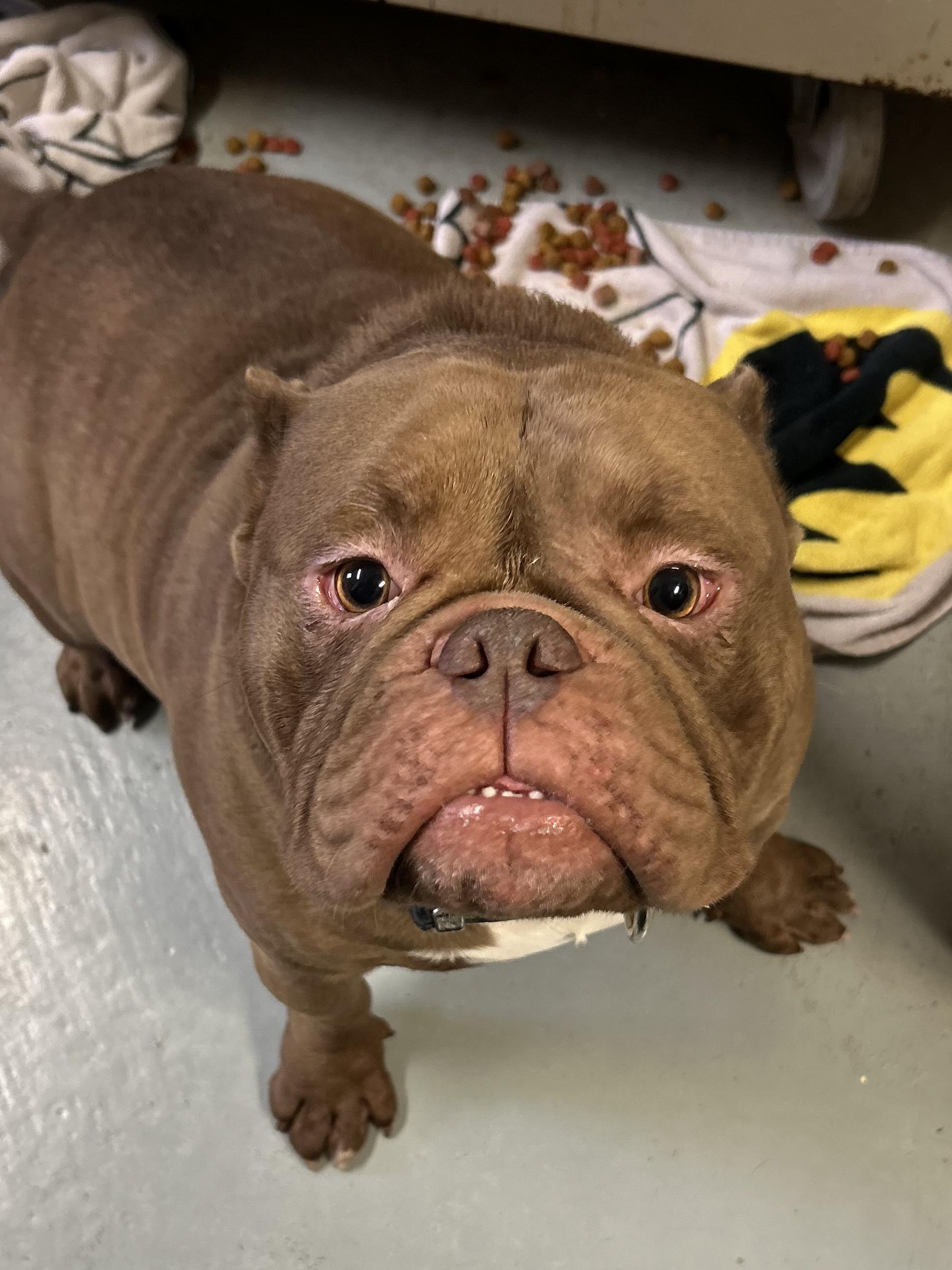 Biggie, a ADOPTABLE American Bully in Franklin, KY image 1/5