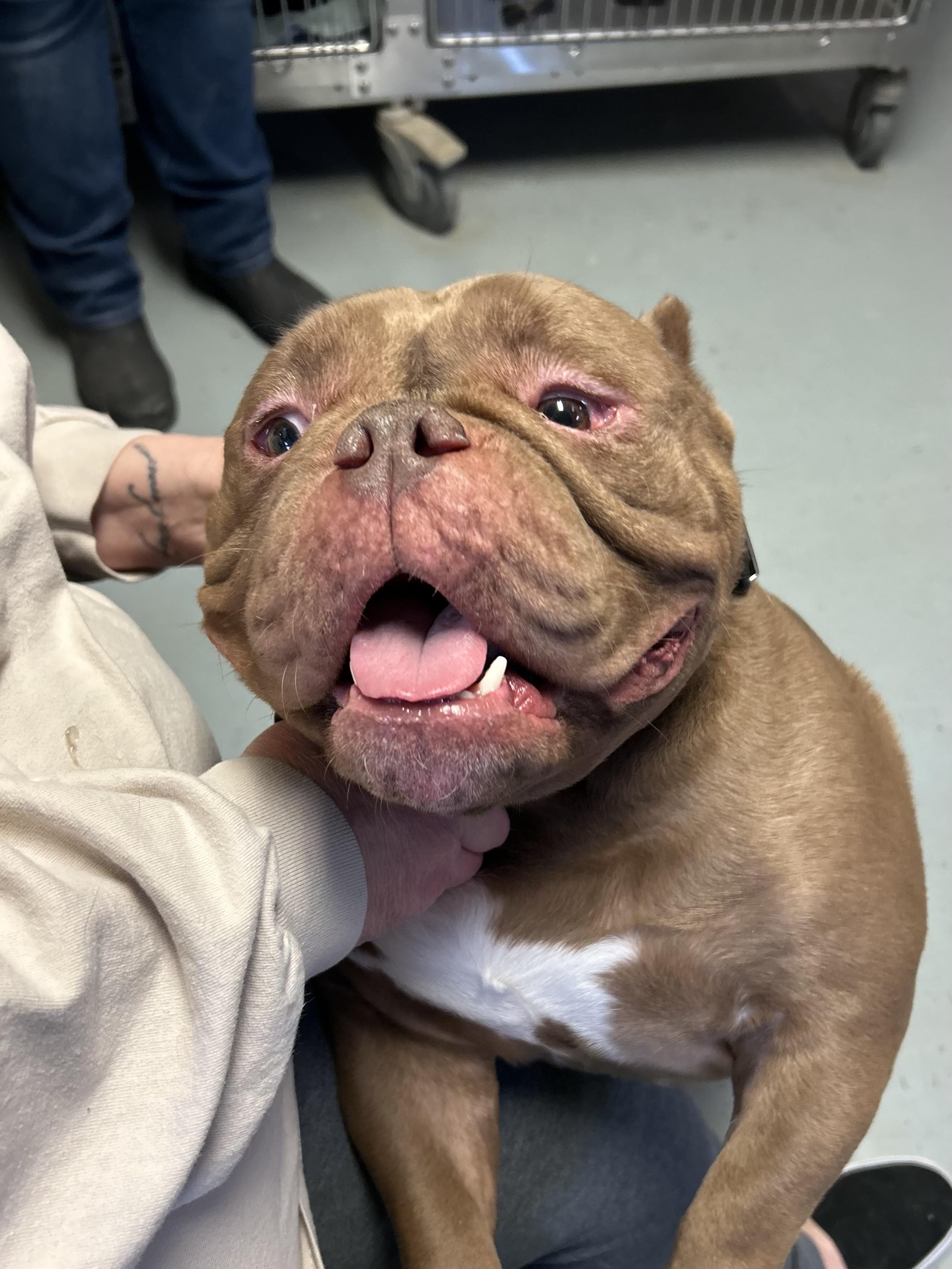 Biggie, a ADOPTABLE American Bully in Franklin, KY image 2/5