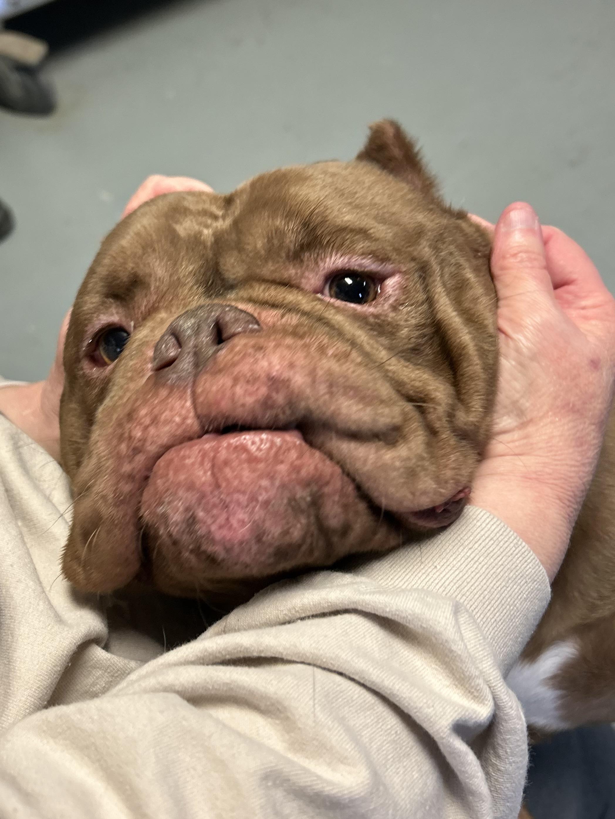 Biggie, a ADOPTABLE American Bully in Franklin, KY image 3/5