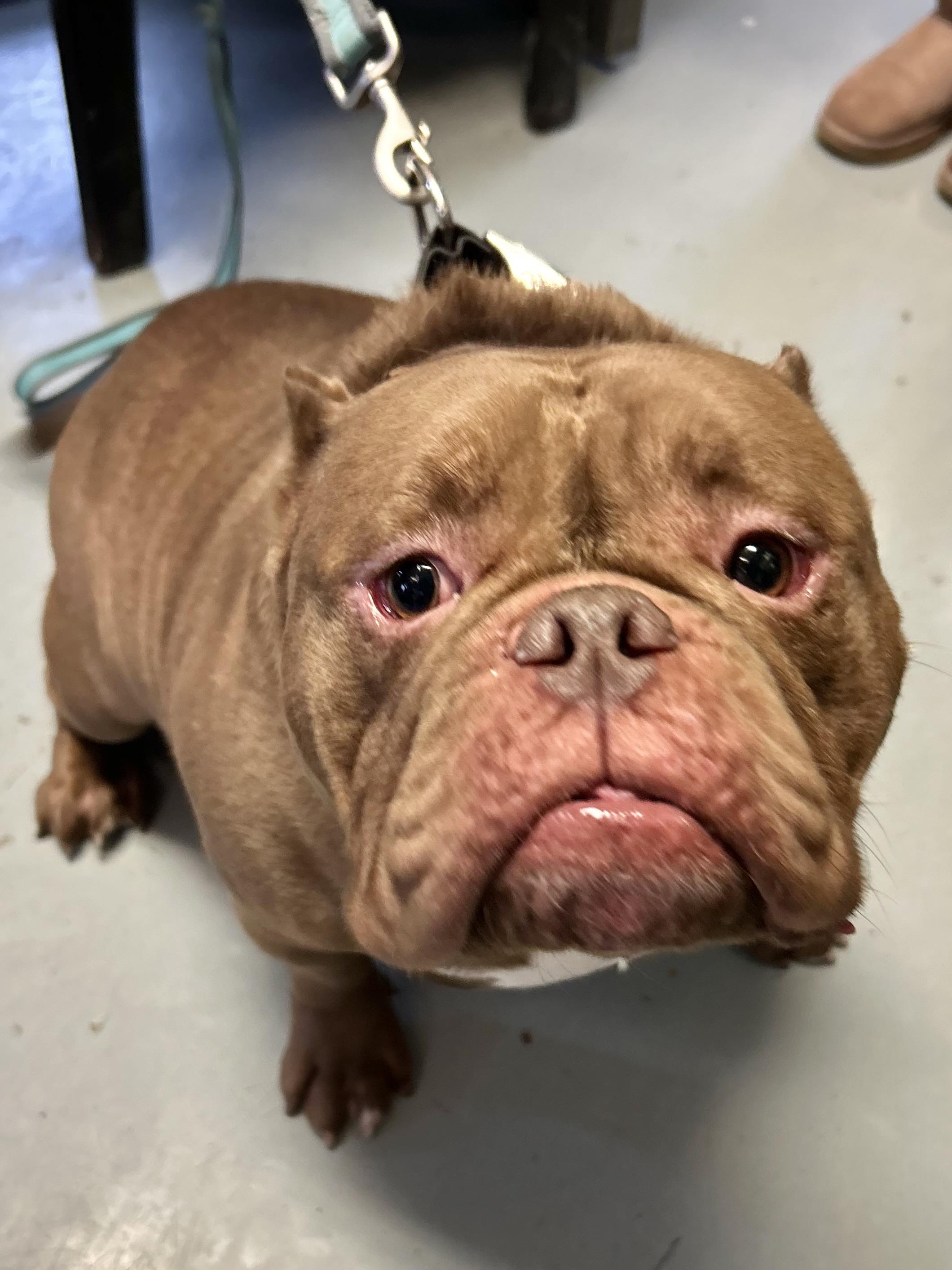 Biggie, a ADOPTABLE American Bully in Franklin, KY image 4/5