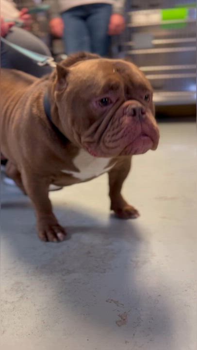 Enlarge Biggie, a ADOPTABLE American Bully in Franklin, KY video 5/5