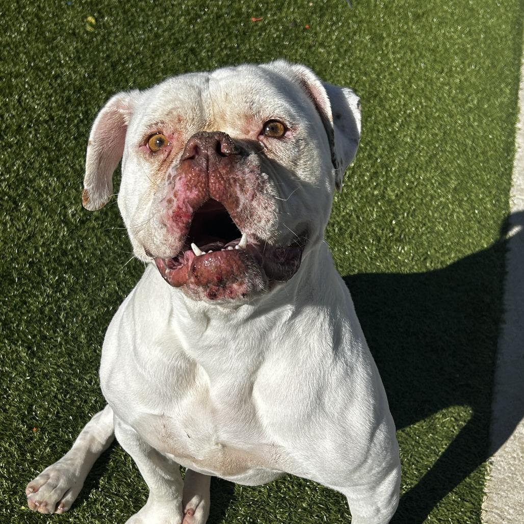 Enlarge Ruby, a Adoptable American Bulldog in Indiantown, FL image 2/4
