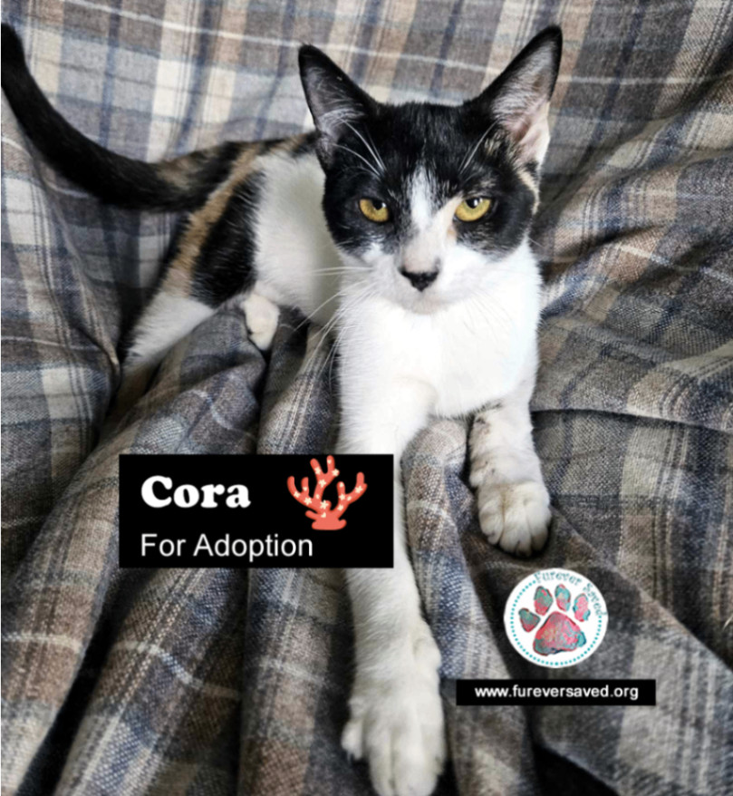 Cora, Adoptable, Kitten Female Domestic Short Hair.