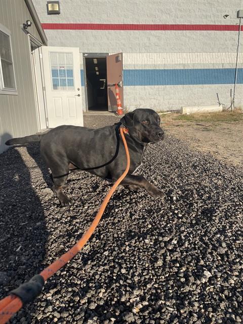 Enlarge CHUNK, a Adoptable Labrador Retriever in Casper, WY image 1/1