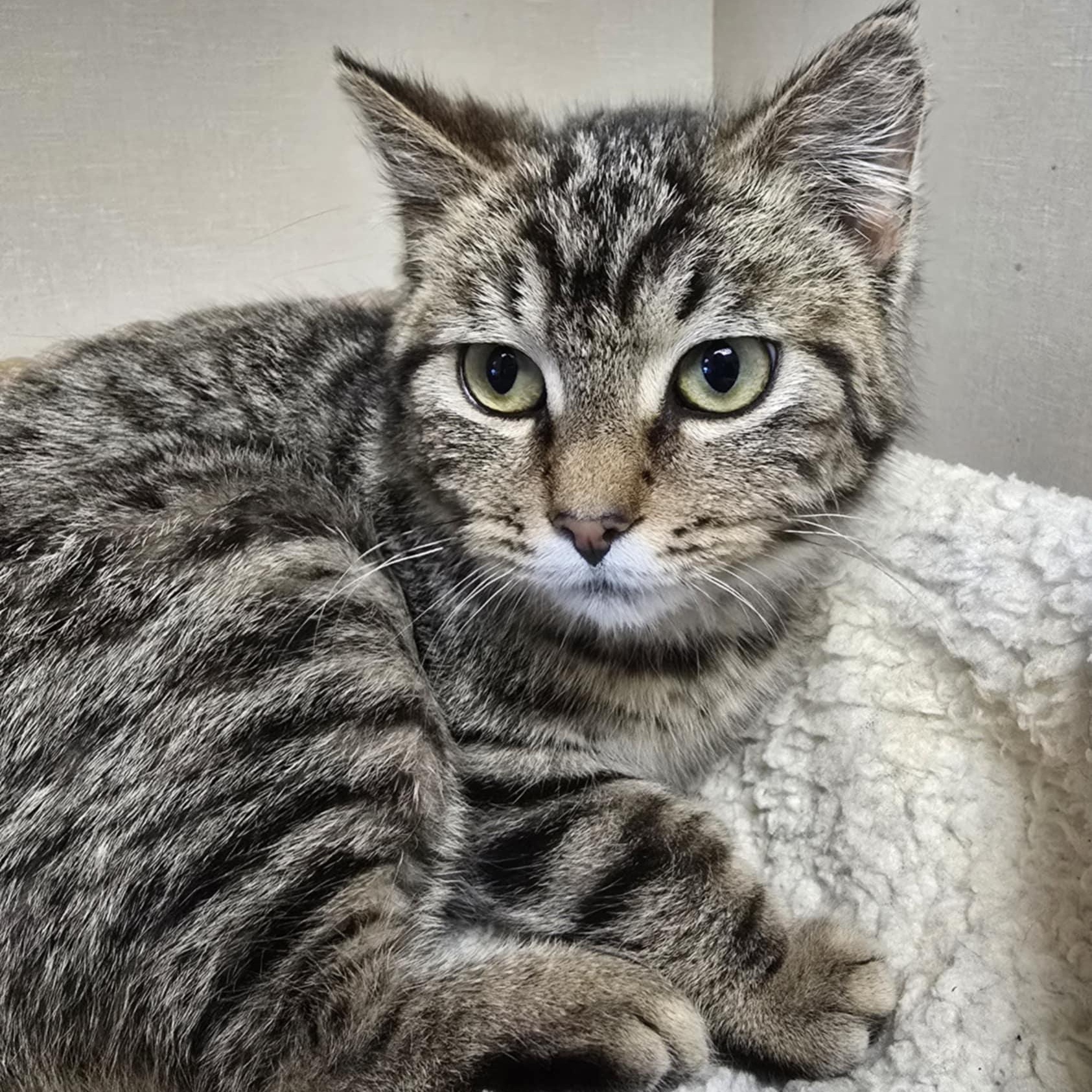 Barnaby, a Adoptable Domestic Short Hair in Wapakoneta, OH image 4/4