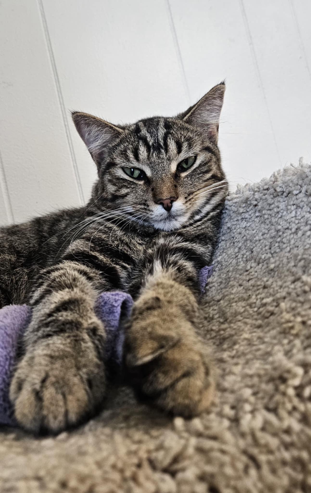 Barnaby, a Adoptable Domestic Short Hair in Wapakoneta, OH image 2/4