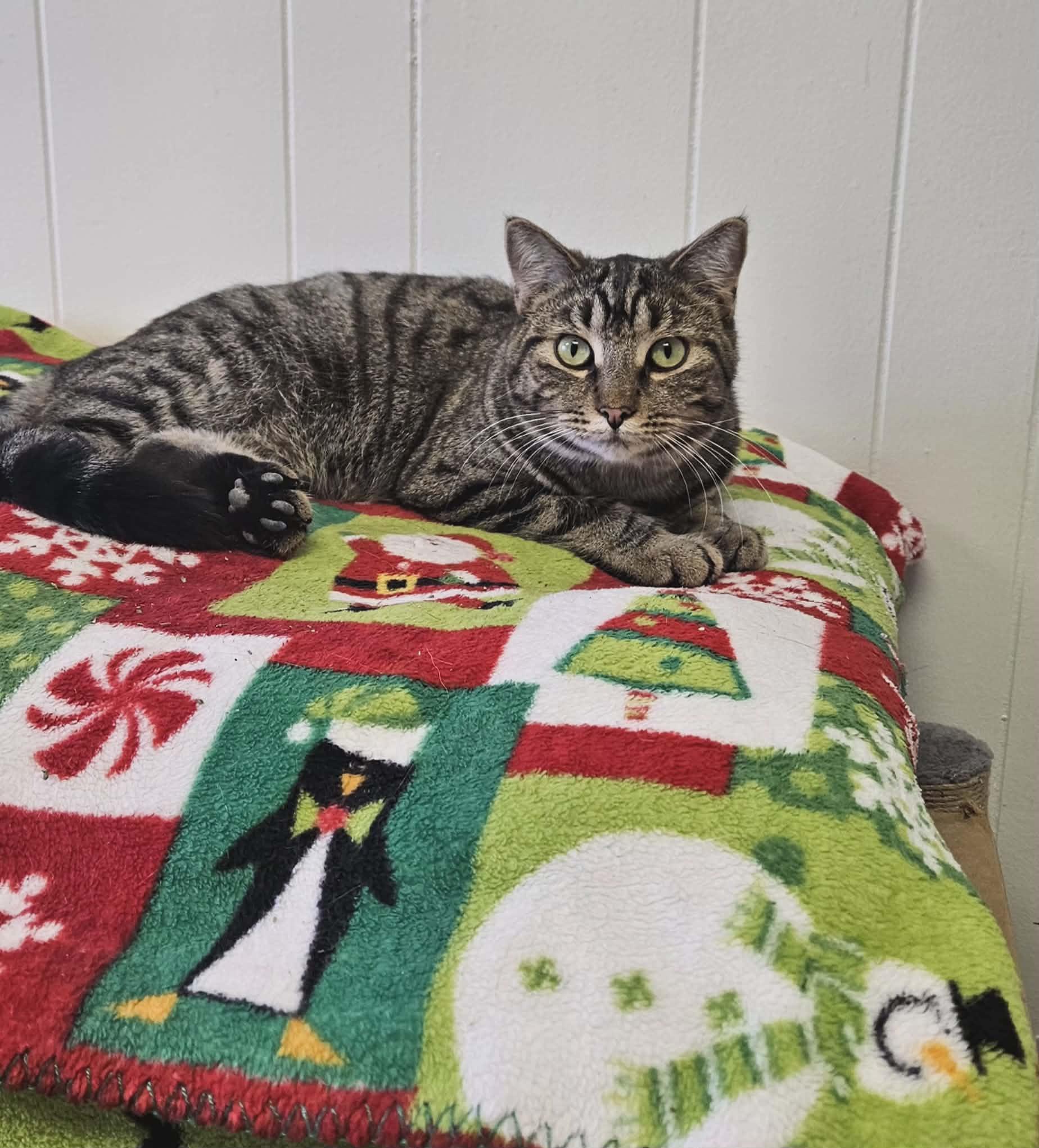 Barnaby, Adoptable, Young Male Domestic Short Hair.