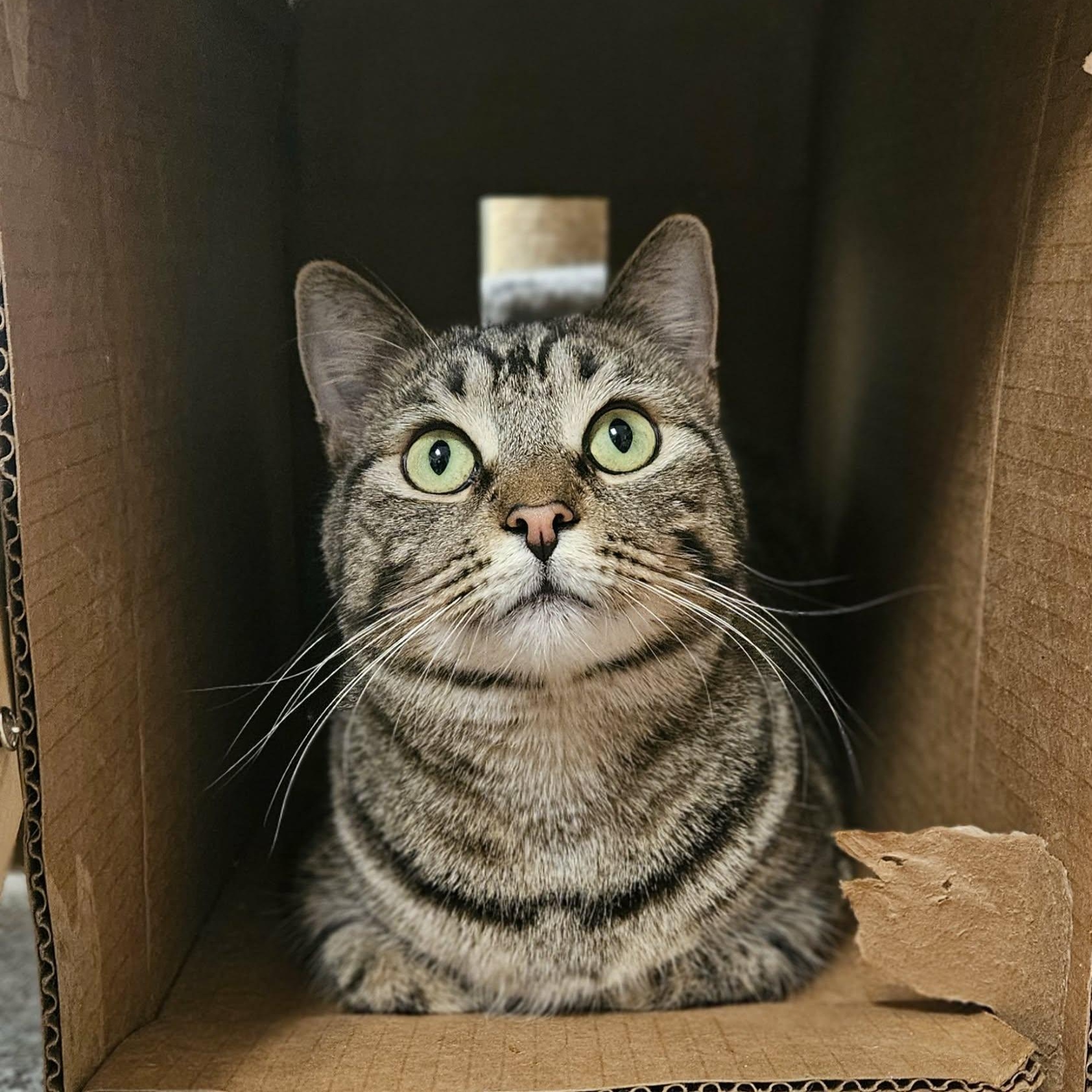 Enlarge Barnaby, a Adoptable Domestic Short Hair in Wapakoneta, OH image 2/5