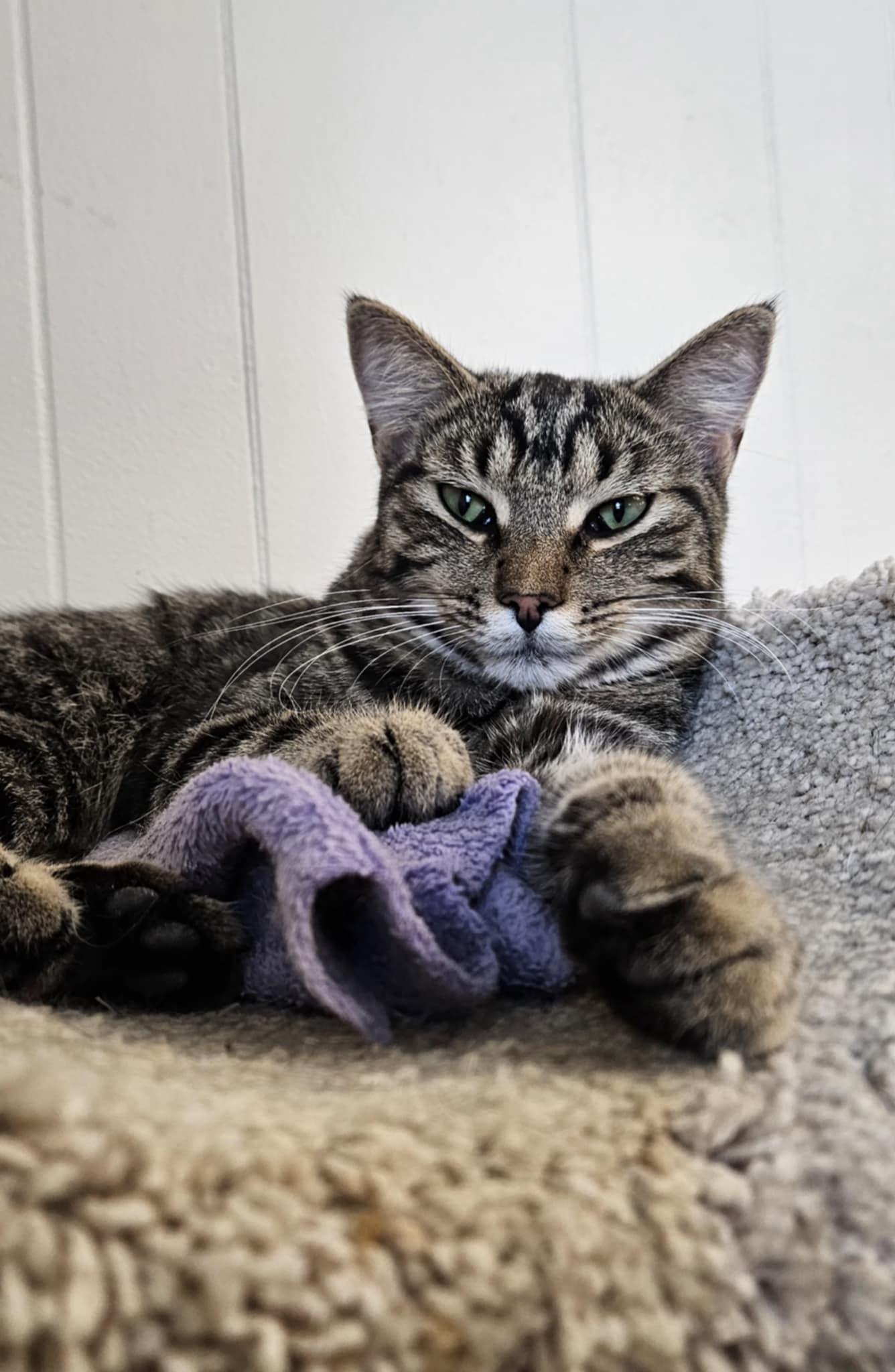 Barnaby, Adoptable, Young Male Domestic Short Hair.