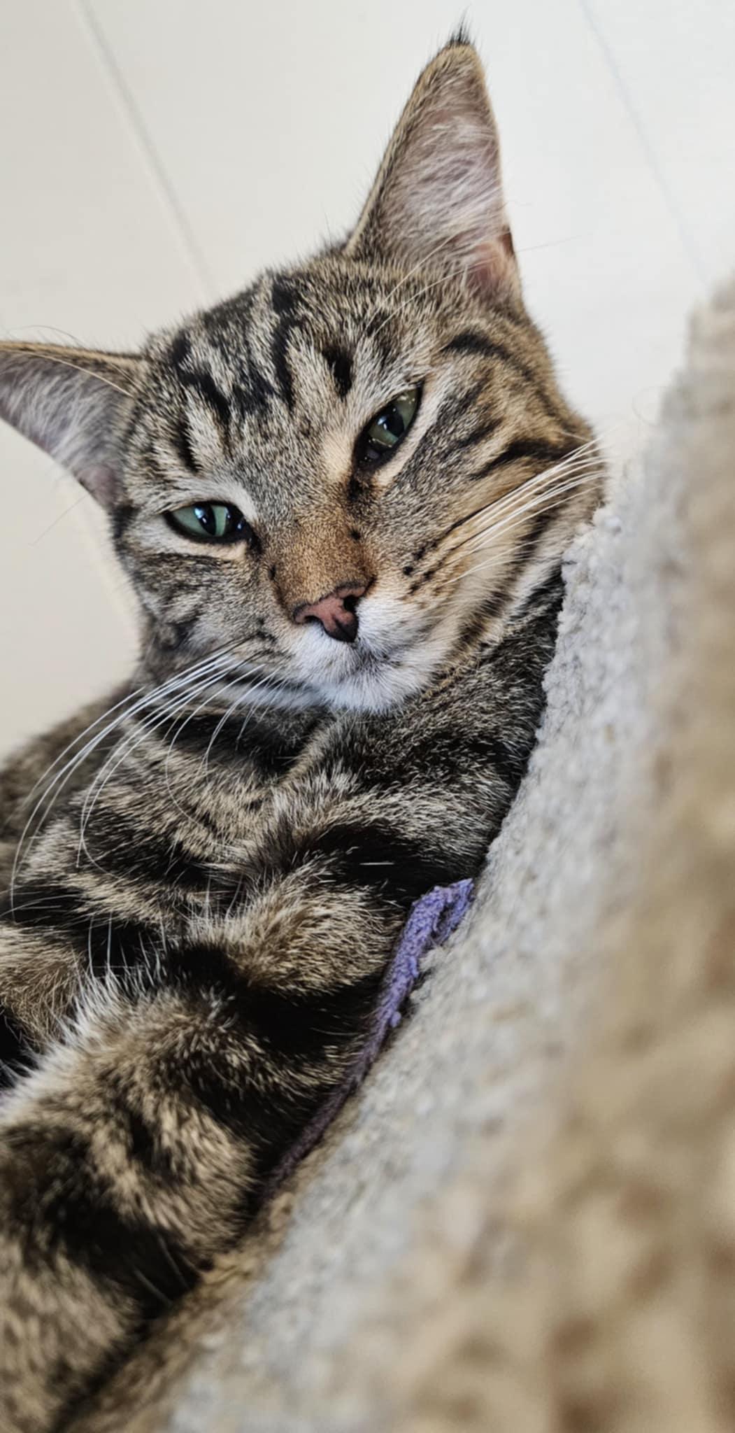 Barnaby, a Adoptable Domestic Short Hair in Wapakoneta, OH image 3/4