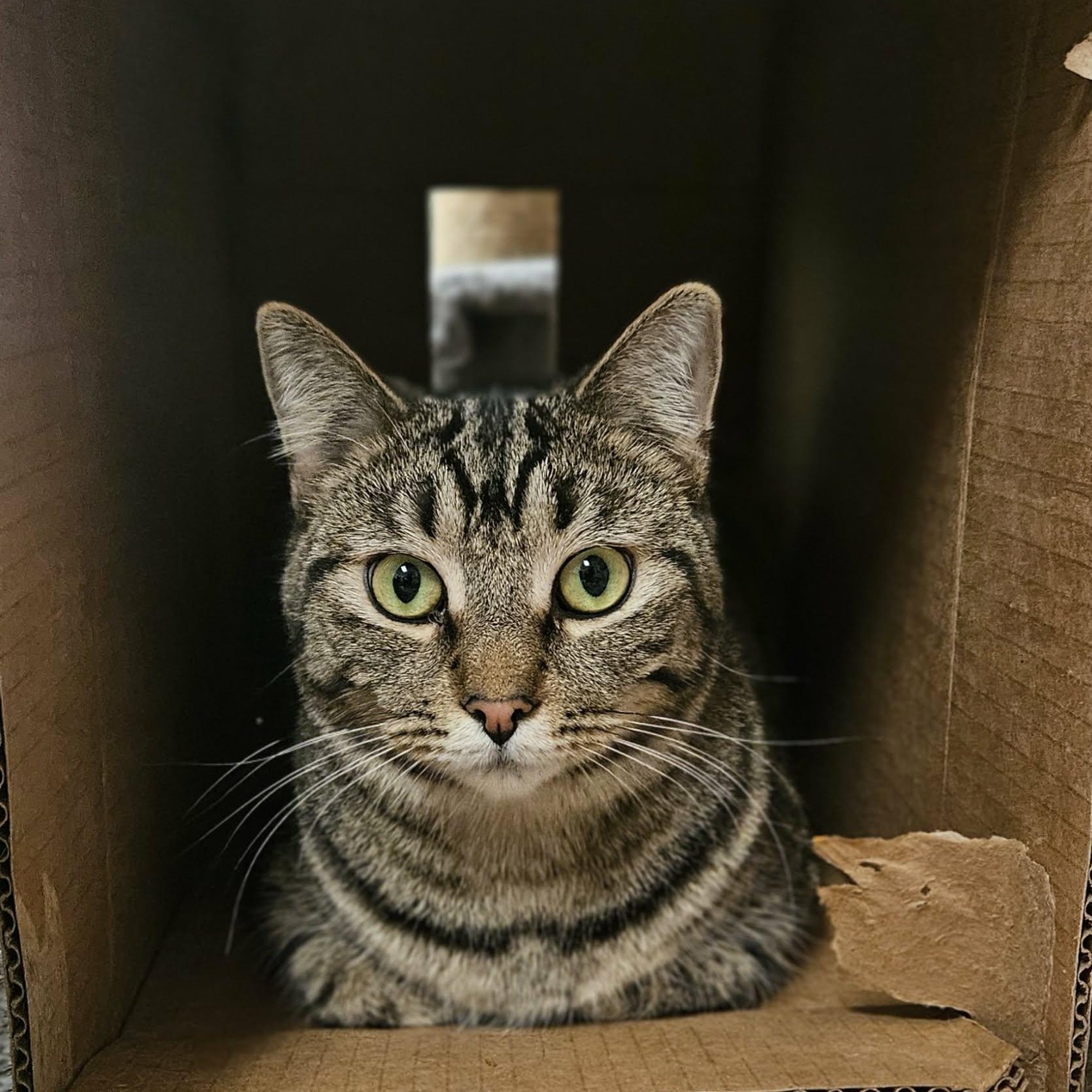 Enlarge Barnaby, a Adoptable Domestic Short Hair in Wapakoneta, OH image 1/5
