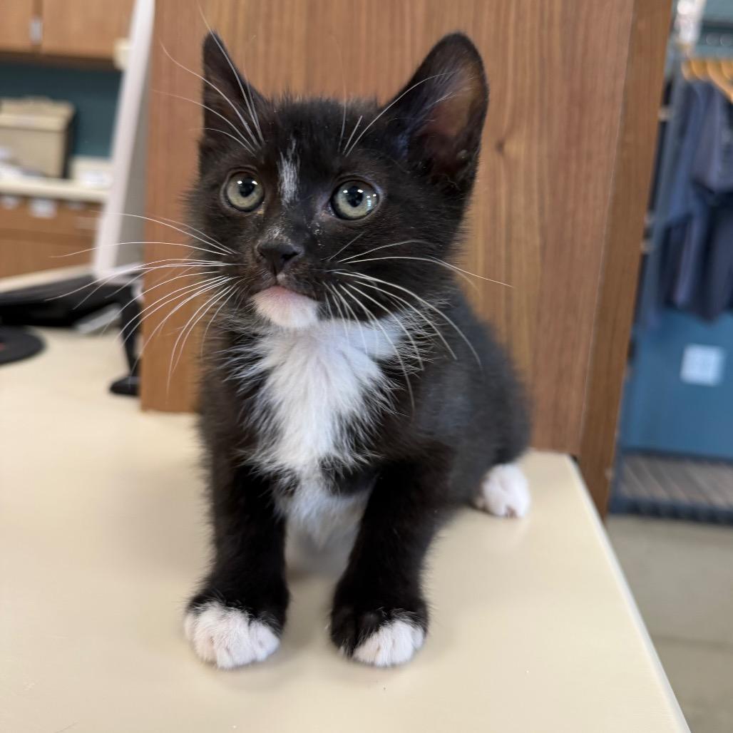 Gremlin, a Adoptable Domestic Short Hair in Cody, WY image 1/2