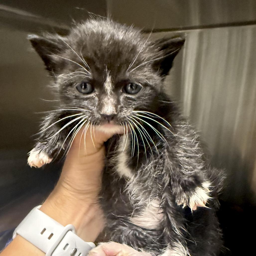 Gremlin, a Adoptable Domestic Short Hair in Cody, WY image 2/2