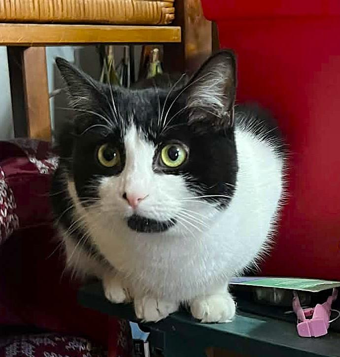 Enlarge Arielle, a ADOPTABLE Domestic Short Hair in Chertsey, QC image 3/3