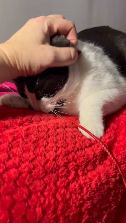 Enlarge Arielle, a ADOPTABLE Domestic Short Hair in Chertsey, QC video 2/3