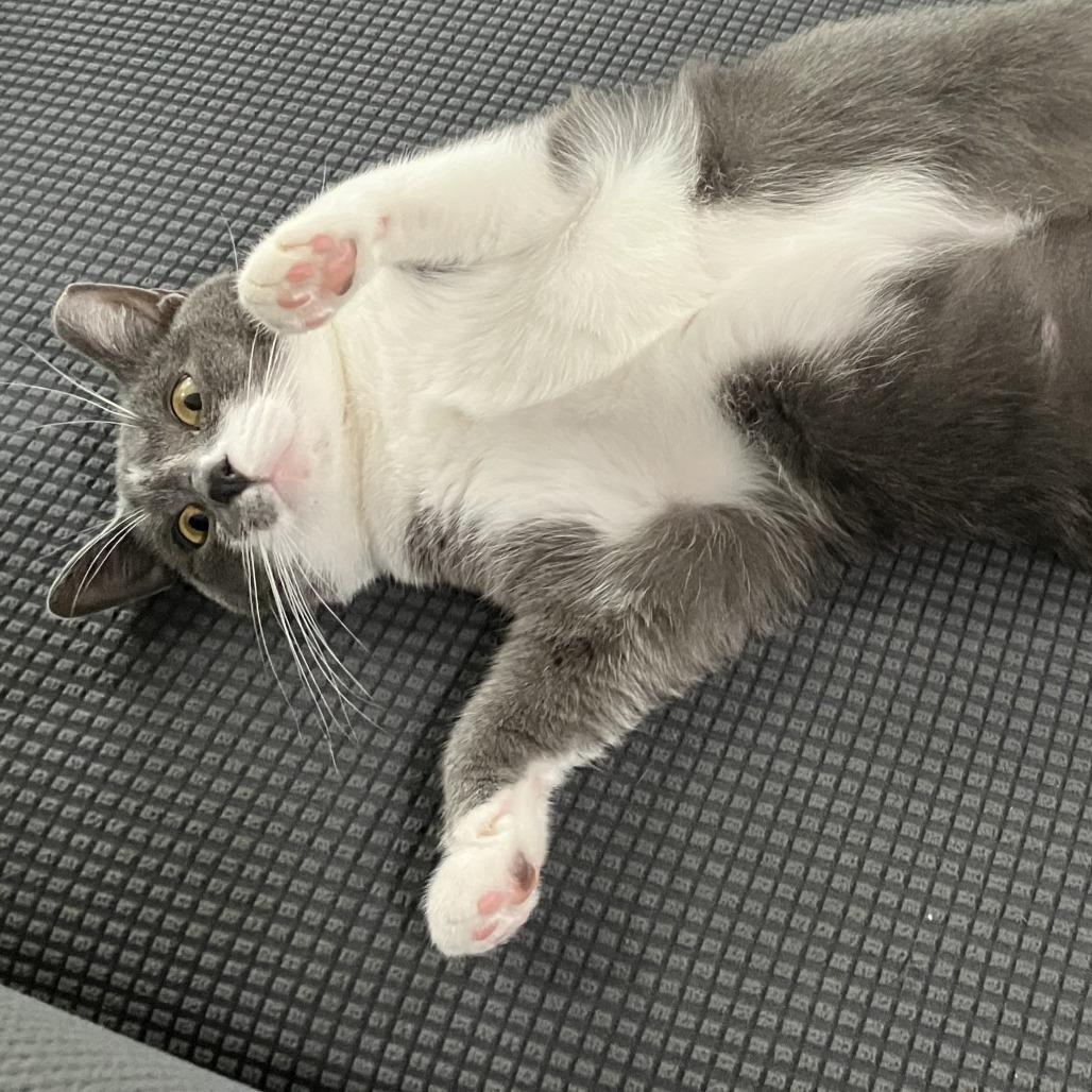 Pickles (bonded with Allie), Adoptable, Adult Female American Shorthair.