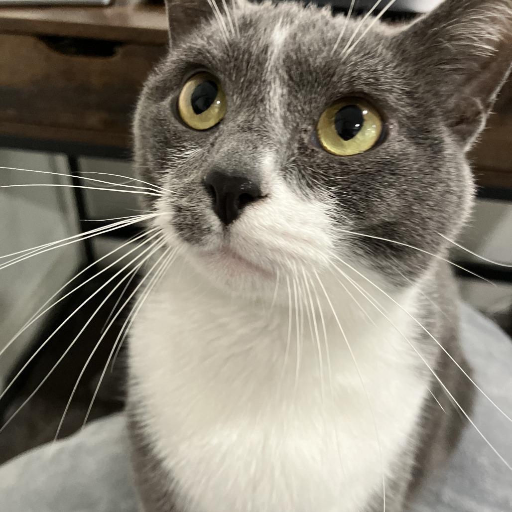 Enlarge Pickles (bonded with Allie), a Adoptable American Shorthair in Nashville, TN image 2/6