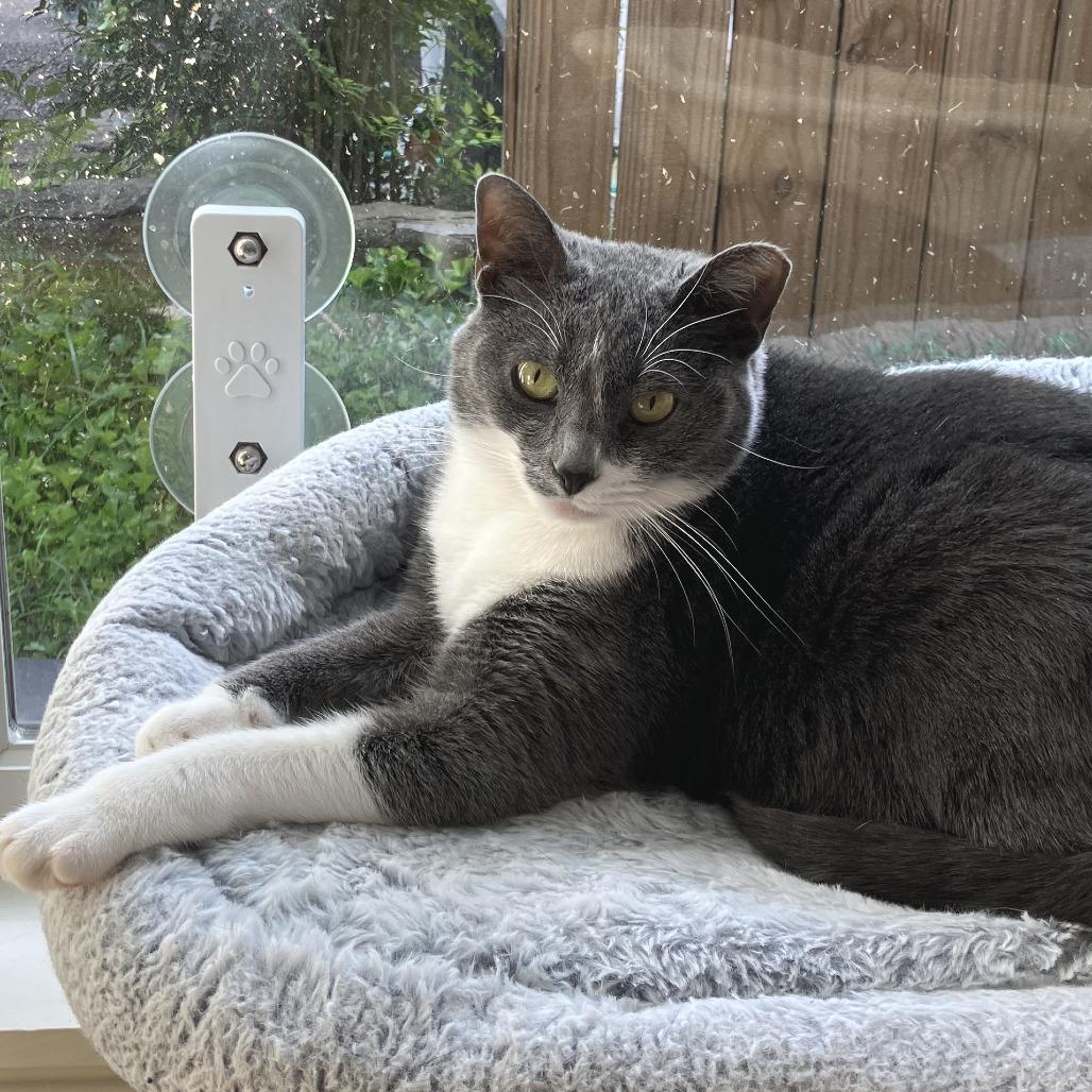 Enlarge Pickles (bonded with Allie), a Adoptable American Shorthair in Nashville, TN image 4/6