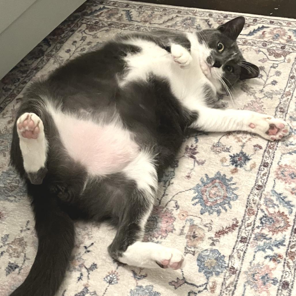 Enlarge Pickles (bonded with Allie), a Adoptable American Shorthair in Nashville, TN image 5/6