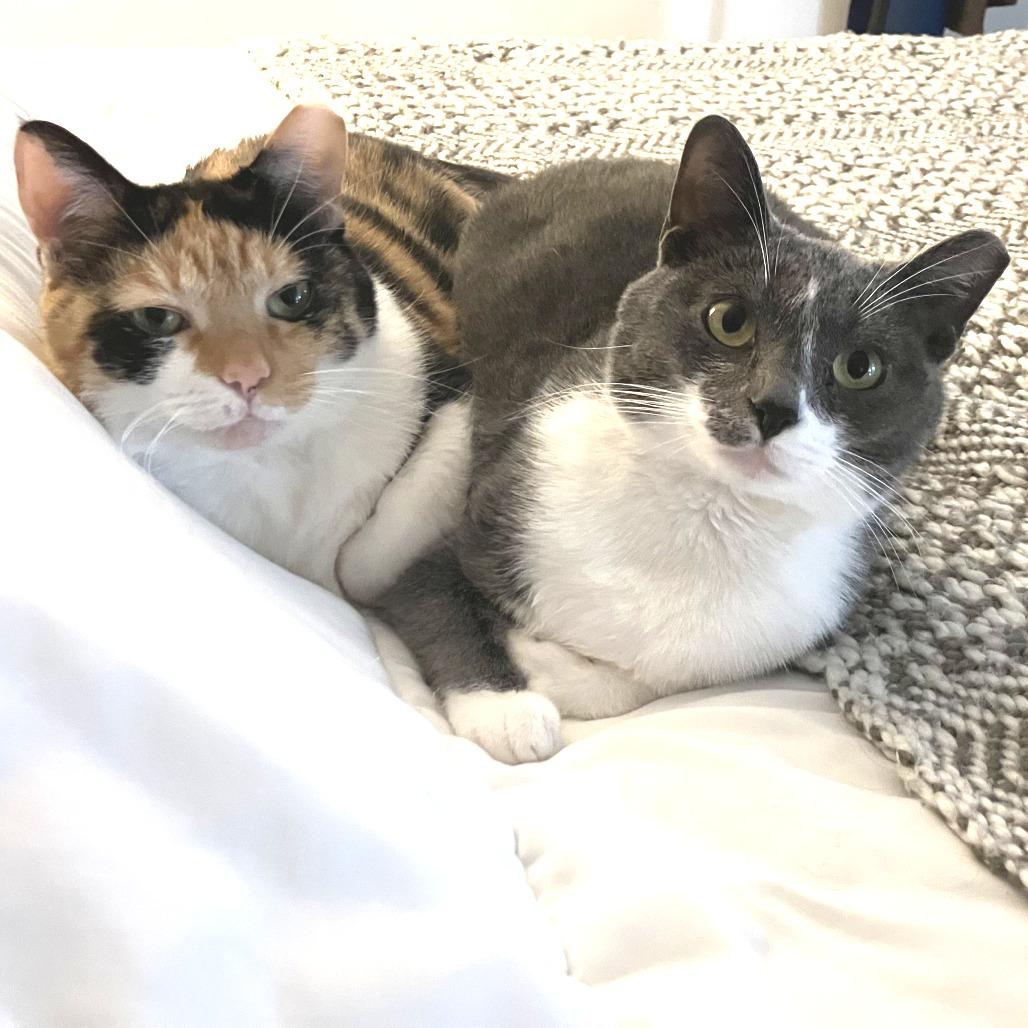 Enlarge Pickles (bonded with Allie), a Adoptable American Shorthair in Nashville, TN image 6/6