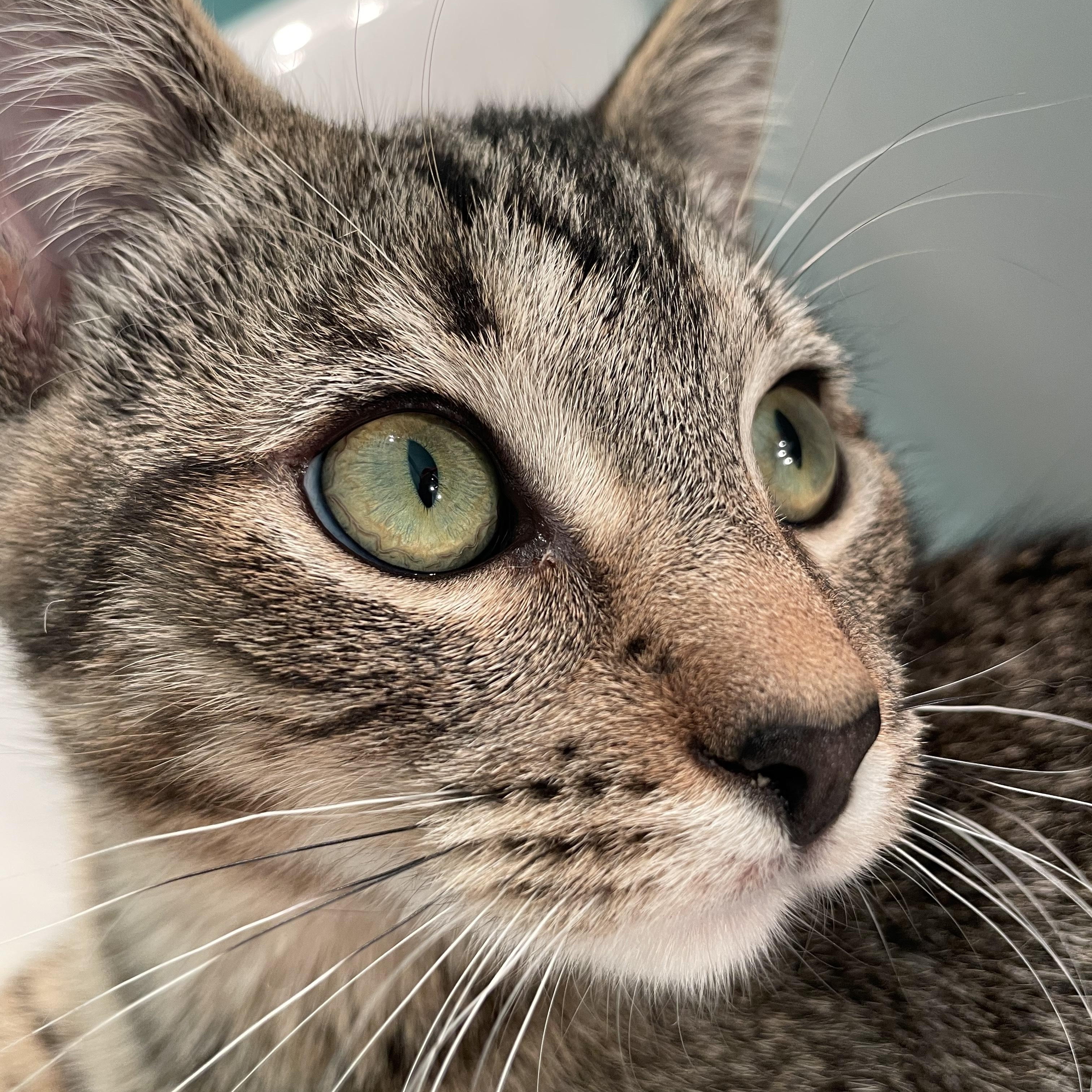 Pam, a Adopted Domestic Short Hair in Cranbrook, BC image 2/6