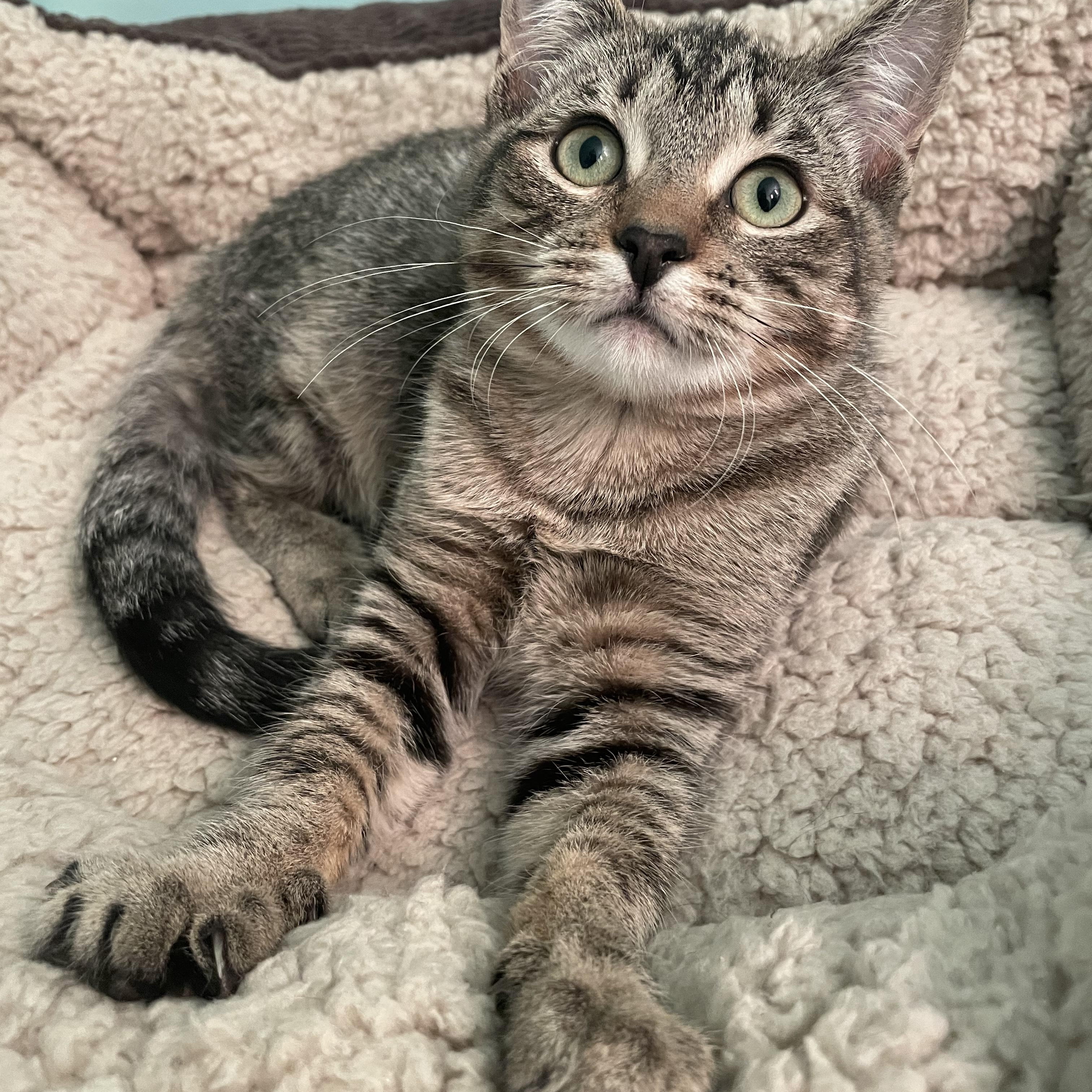 Pam, a Adopted Domestic Short Hair in Cranbrook, BC image 5/6