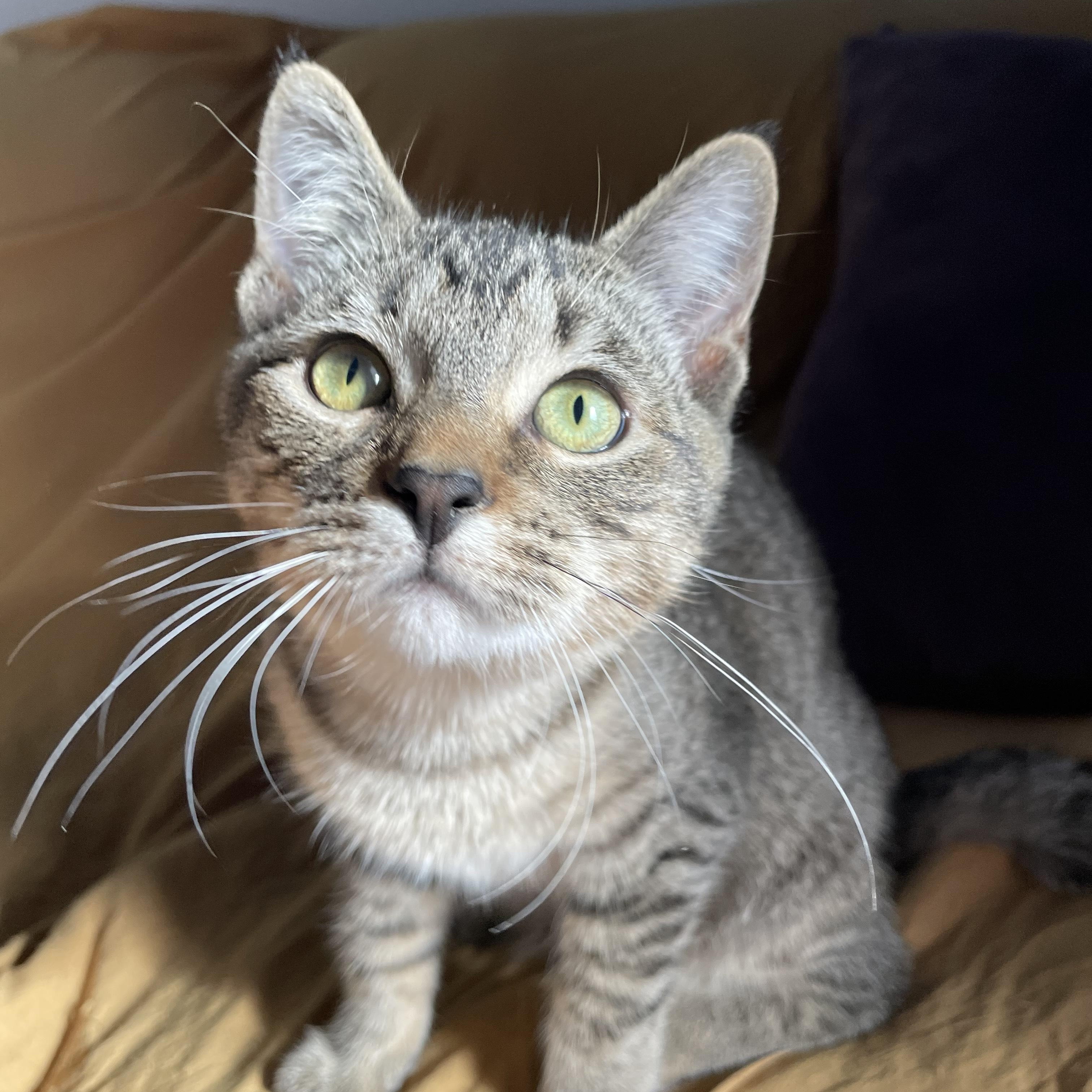 Pam, a Adopted Domestic Short Hair in Cranbrook, BC image 6/6