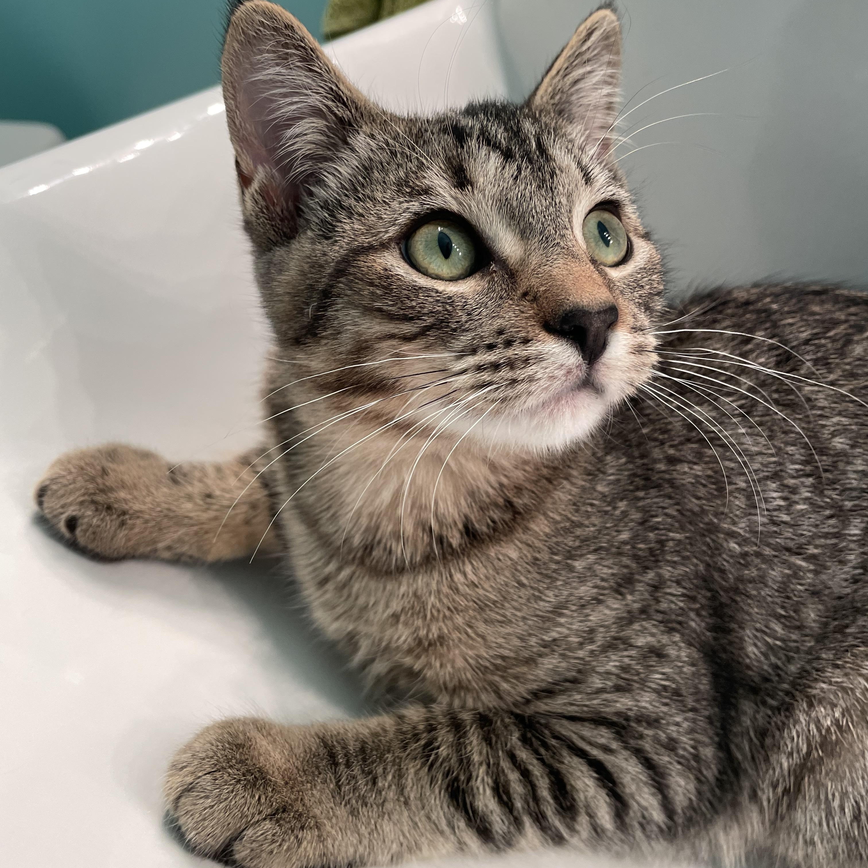 Pam, a Adopted Domestic Short Hair in Cranbrook, BC image 3/6