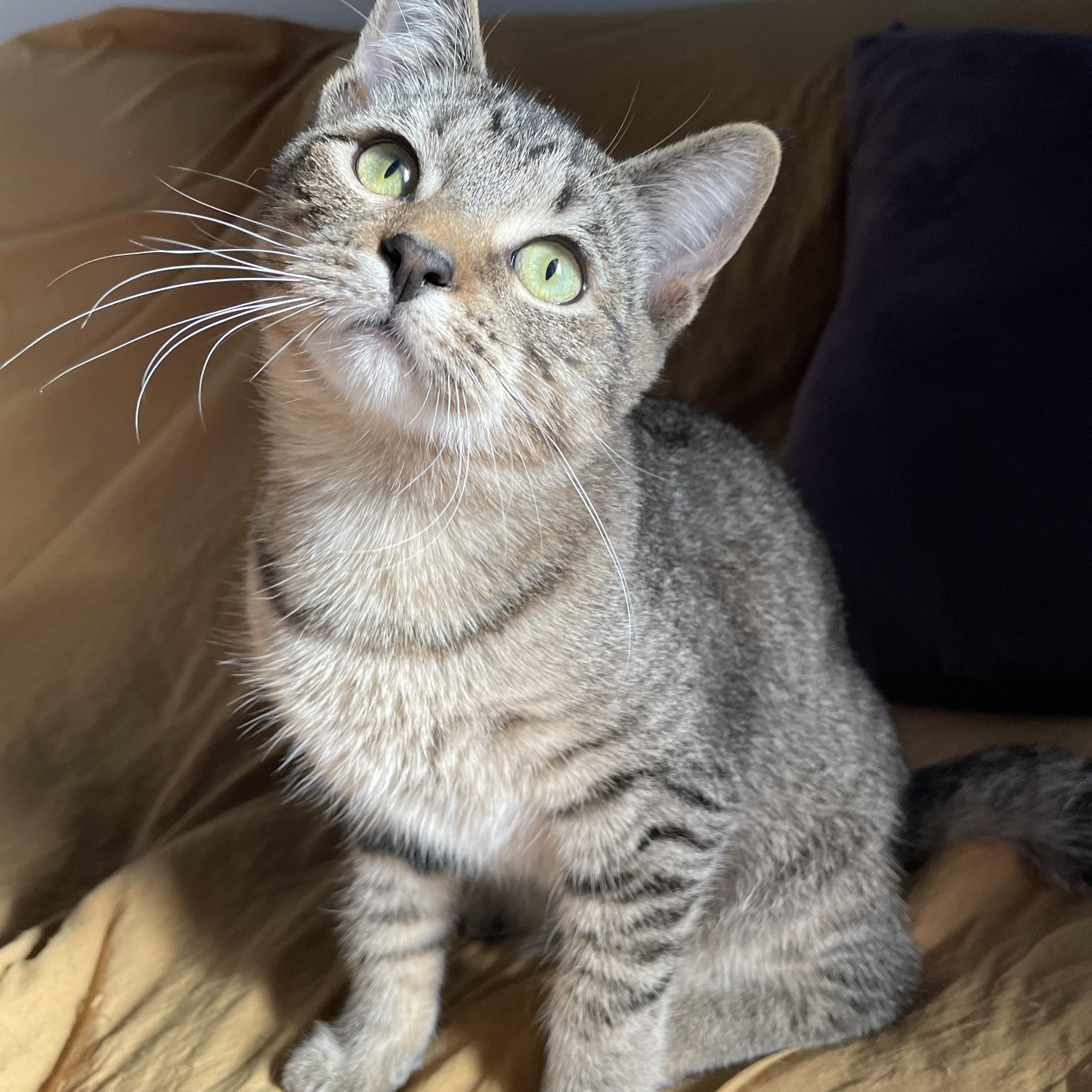 Pam, Adopted, Adult Female Domestic Short Hair.