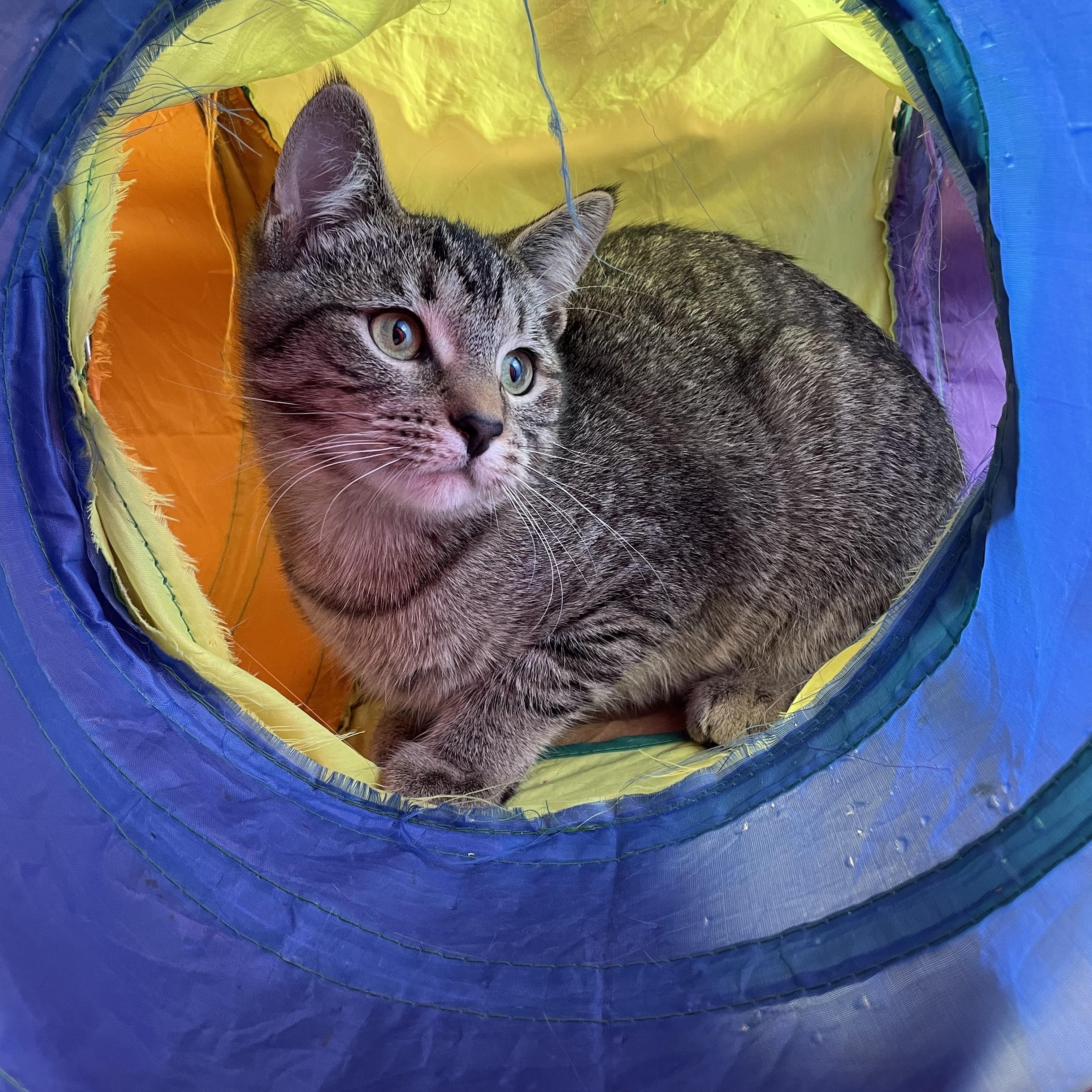 Pam, a Adopted Domestic Short Hair in Cranbrook, BC image 4/6