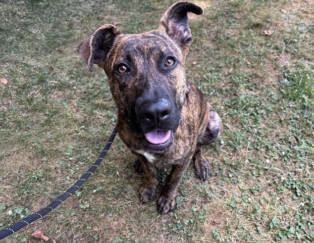 TIGGER, Adoptable, Young Male Mixed Breed.