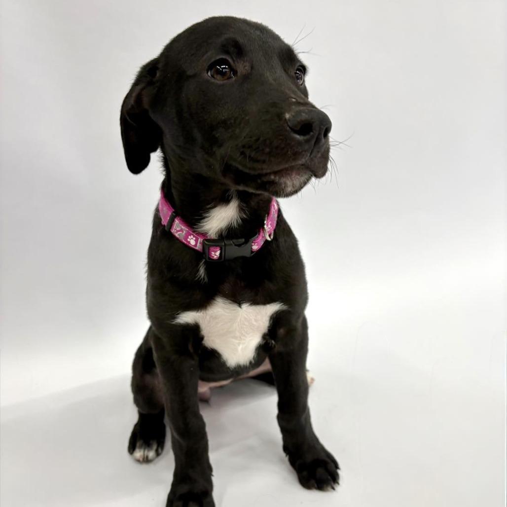 Enlarge Peep, a Adoptable mixed breed in Fulton, MO image 1/3