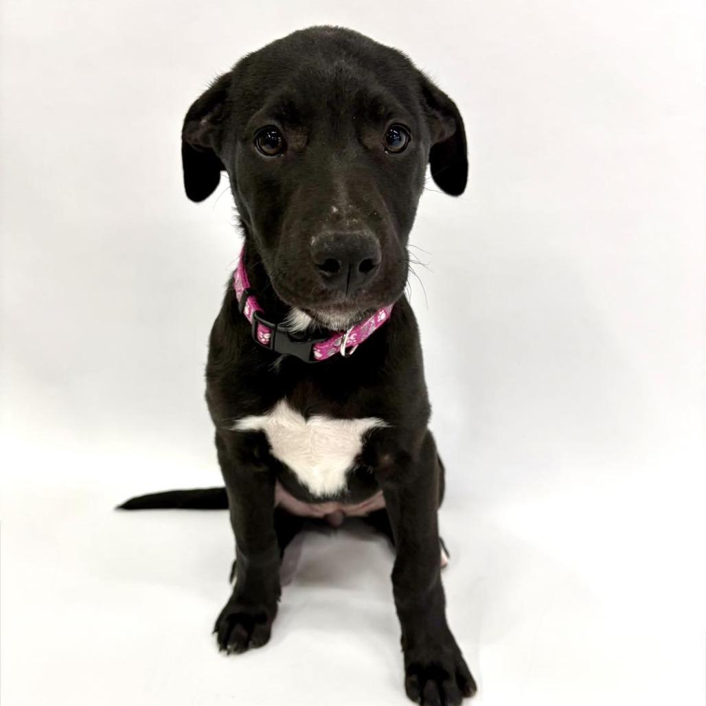 Enlarge Peep, a Adoptable mixed breed in Fulton, MO image 2/3