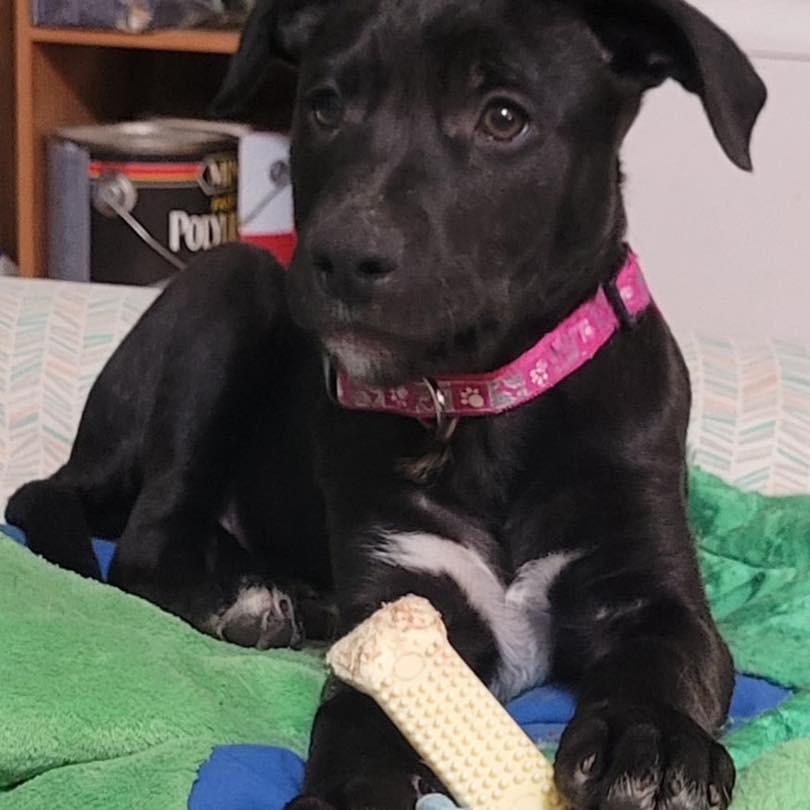 Enlarge Peep, a Adoptable mixed breed in Fulton, MO image 3/3