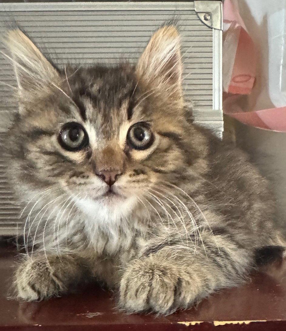 Enlarge Winston-ADOPTED, a Adopted Domestic Medium Hair in San Jose, CA image 1/3