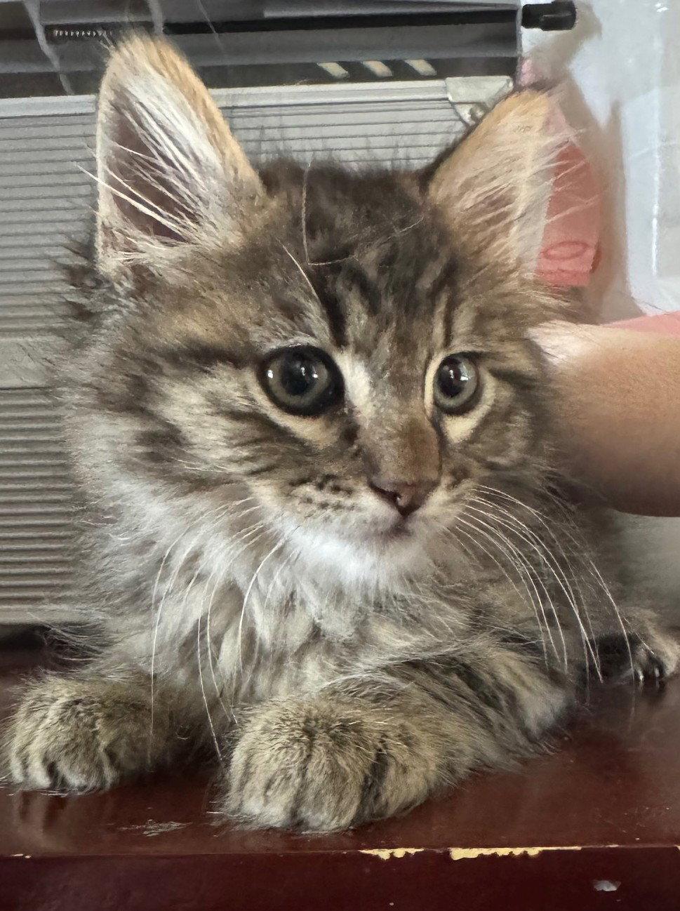 Enlarge Winston-ADOPTED, a Adopted Domestic Medium Hair in San Jose, CA image 2/3