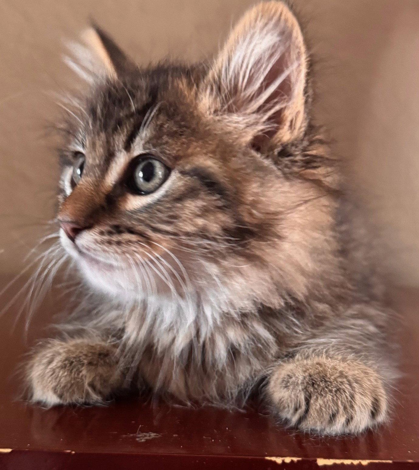 Enlarge Winston-ADOPTED, a Adopted Domestic Medium Hair in San Jose, CA image 3/3