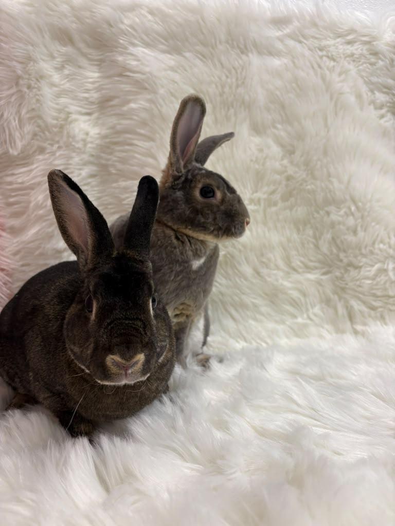 Enlarge Nicholas & Alexandria, a Adoptable Rex in Fountain Valley, CA image 1/4