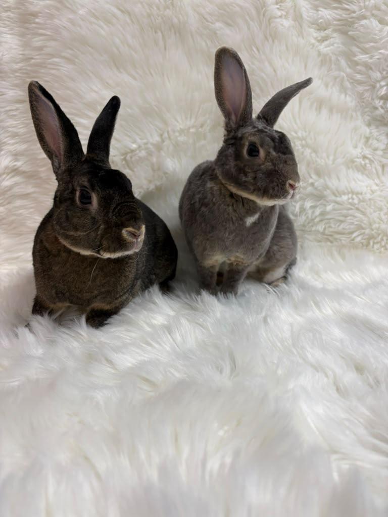 Enlarge Nicholas & Alexandria, a Adoptable Rex in Fountain Valley, CA image 2/4