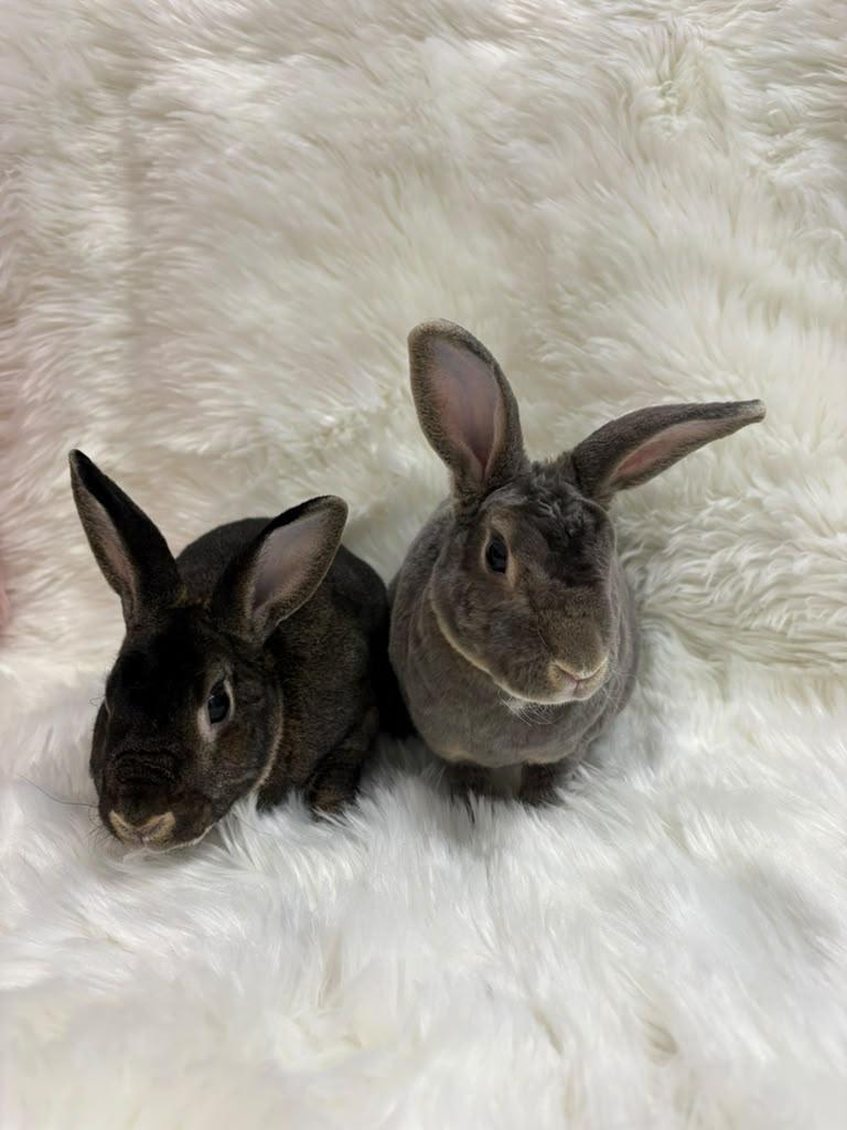 Enlarge Nicholas & Alexandria, a Adoptable Rex in Fountain Valley, CA image 4/4