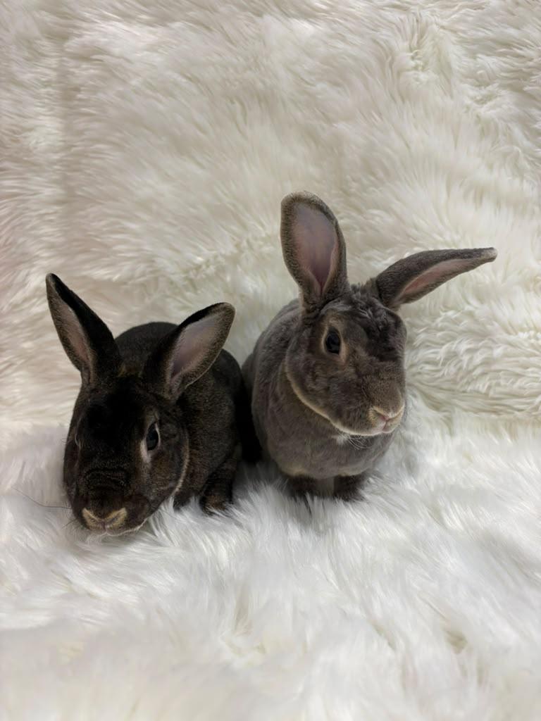 Enlarge Nicholas & Alexandria, a Adoptable Rex in Fountain Valley, CA image 3/4