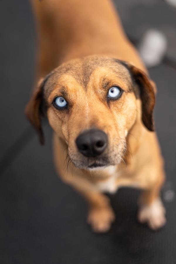 Enlarge Buffy, a Adoptable mixed breed in Stratham, NH image 1/1