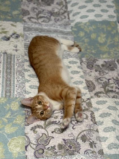 GRACIE FOSTER, Adoptable, Adult Female Domestic Short Hair & Domestic Short Hair.